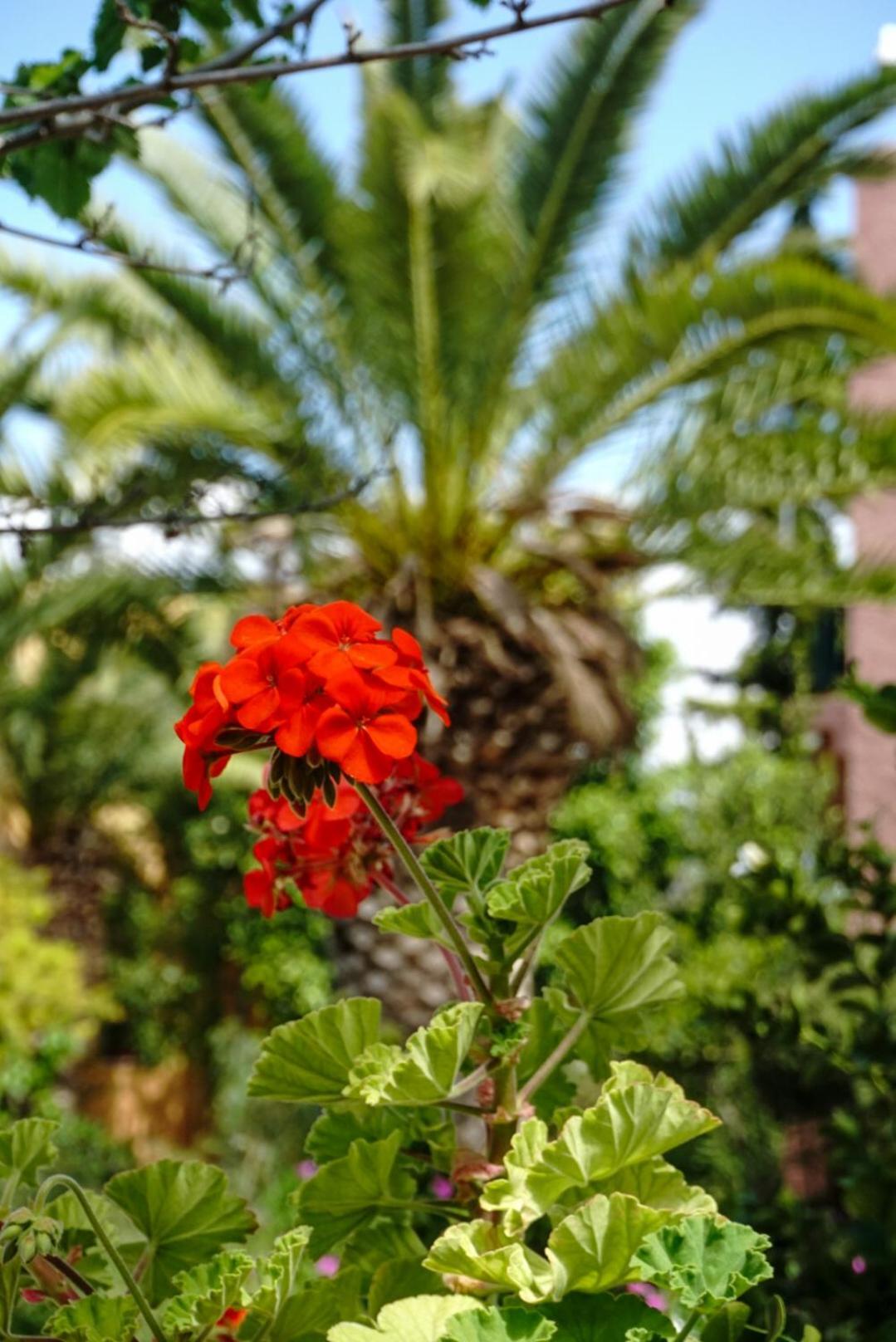 Vagia Traditional, Aegina Island Екстер'єр фото